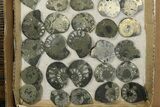 Lot: Cut & Polished, Pyrite Replaced Ammonite Pairs - Pieces #276581-2